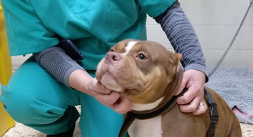 Clínica Veterinaria La Salut - Centro Veterinario Barcelona