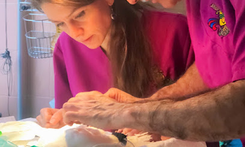 Medivet 24 Horas Los Sauces Chamberi