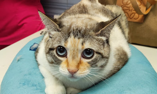 Clínica Veterinaria Blasco Ibáñez 97 CB